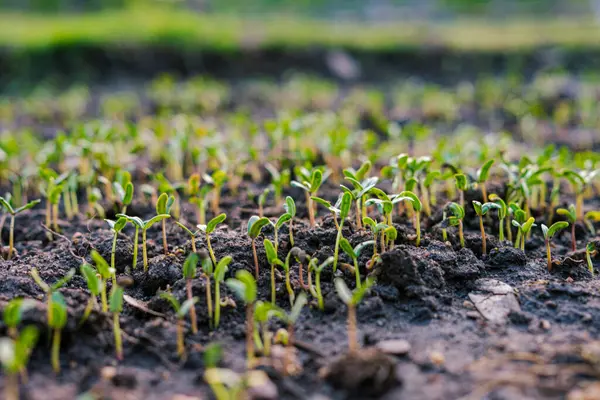 Tohum ekin küçük ekin büyümesi açık hava parkı gün batımı ışık arka plan
