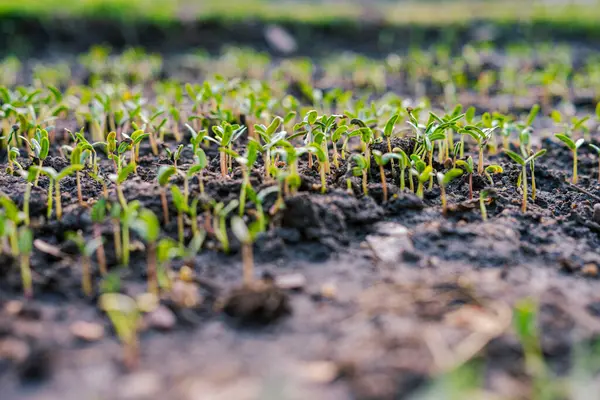 Tohum ekin küçük ekin büyümesi açık hava parkı gün batımı ışık arka plan