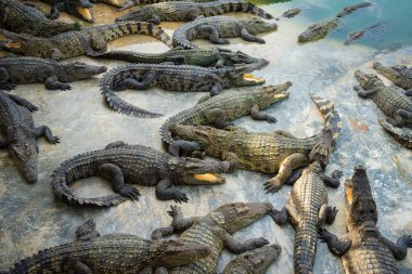 Bir grup timsah, çiftlik hayvanları endüstrisinde rahatça yatıyor.