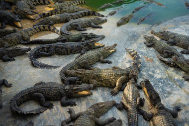 Bir grup timsah, çiftlik hayvanları endüstrisinde rahatça yatıyor.