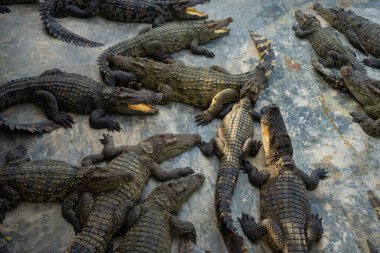 Bir grup timsah, çiftlik hayvanları endüstrisinde rahatça yatıyor.