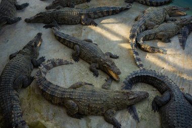 Bir grup timsah, çiftlik hayvanları endüstrisinde rahatça yatıyor.