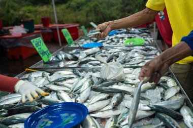 Taze ton balığı çeşitleri geleneksel balıkçılık yerel Asya pazarında Tayland 'da satılıyor.