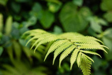 Tropikal botanik yağmur ormanları bitki yaprağının arkaplanı taze yeşil doku