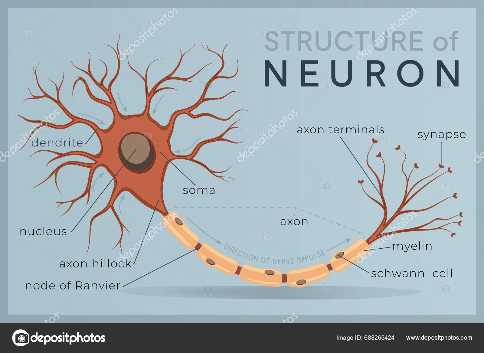 Neuron Structure Anatomy Nerve Cell Basic Unit Communication Nervous