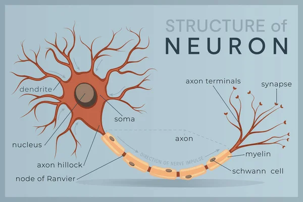 Нейрон Структура Анатомия Нервной Клетки Базовая Единица Коммуникации Нервной Системе — стоковый вектор