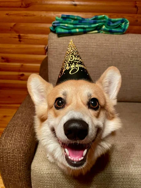 Perro Forma Sombrero Con Pastel Cumpleaños Feliz — Foto de Stock