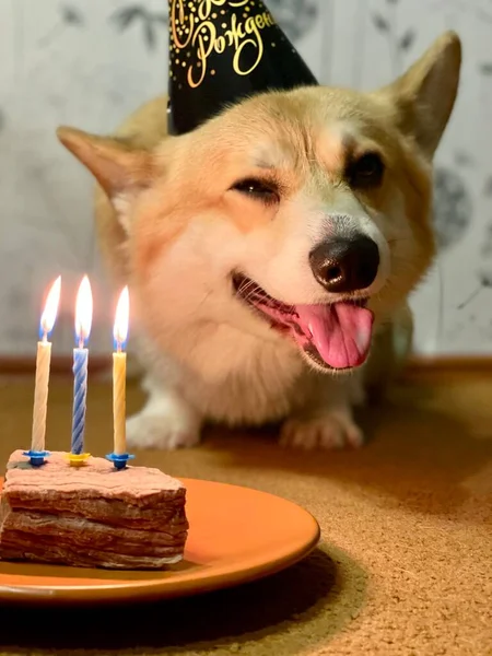 Feliz Cumpleaños Perro Con Una Vela — Foto de Stock