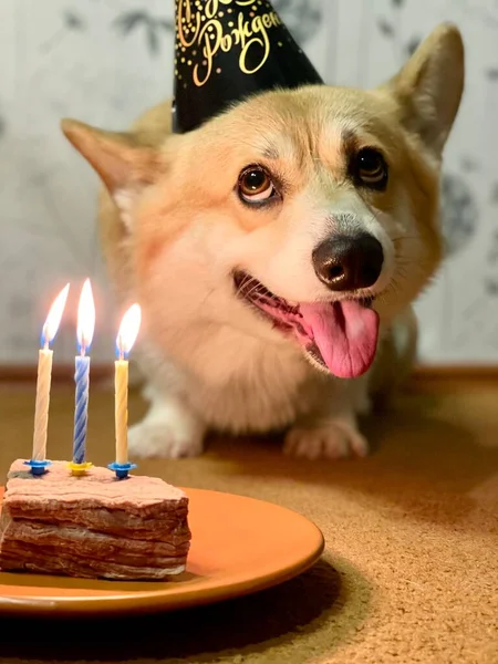 Buon Compleanno Cane Che Celebra Con Torta Candela — Foto Stock