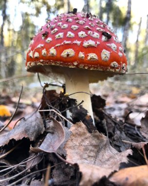 Ormanda güzel kırmızı agarik mantar