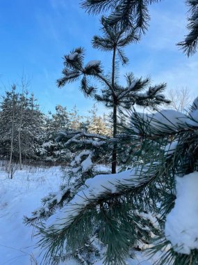 Ormanda çam dalları