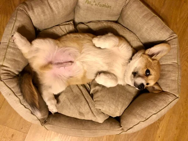 Милий Собака Лежить Дивані — стокове фото