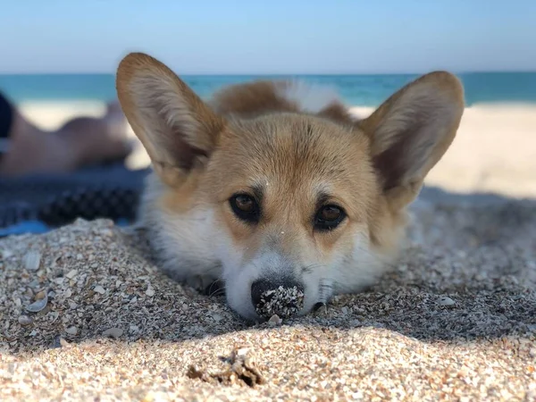 Χαριτωμένο Σκυλί Βρίσκεται Στην Αμμώδη Παραλία — Φωτογραφία Αρχείου