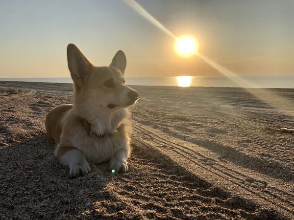 Hund Stranden — Stockfoto