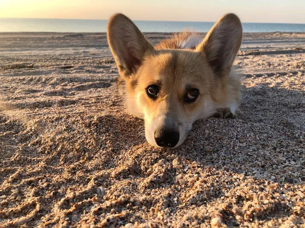 Pies Plaży — Zdjęcie stockowe