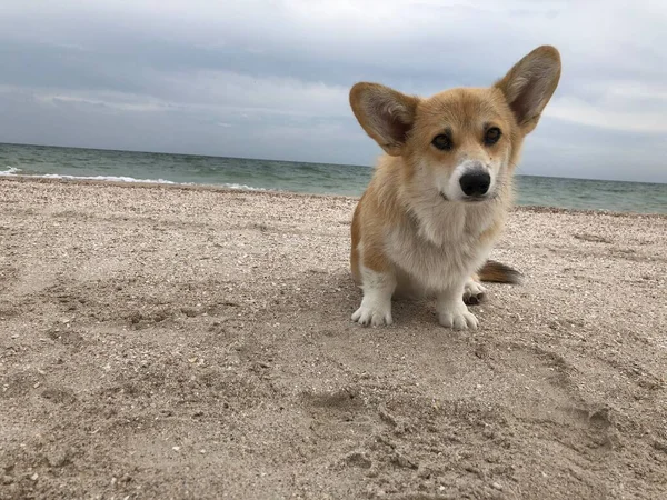 Собака Пляжі — стокове фото