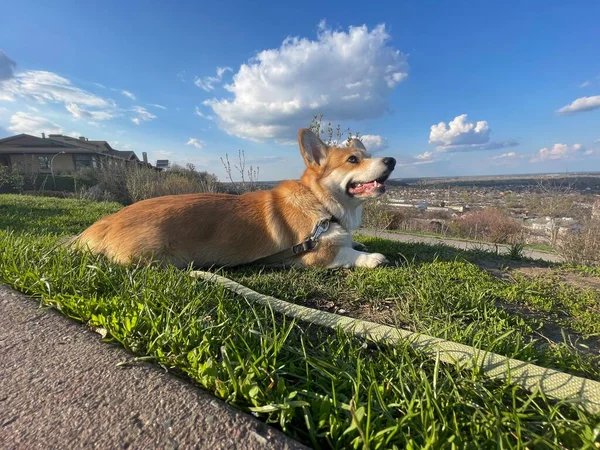 Hund Liggande Marken — Stockfoto