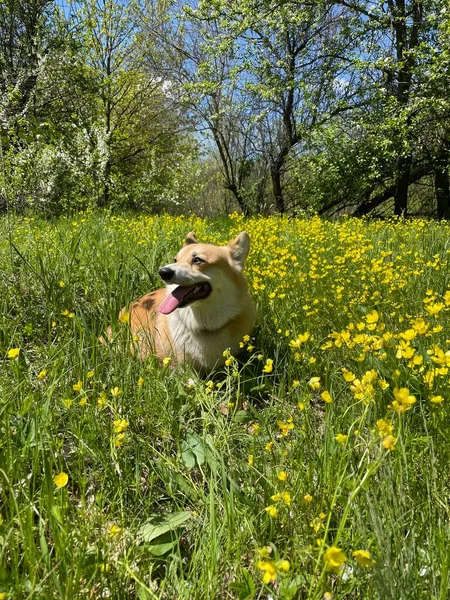 Anjing Cantik Taman — Stok Foto