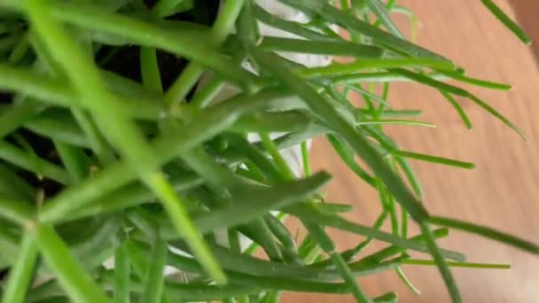 Zielony Kwiat Wazonie Kaktus Doniczce Kwiat Drewnianym Tle Kontekst Drewniany — Wideo stockowe