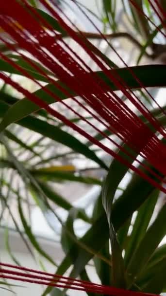 Det Dracaena Rumspalm Palmblad Bakgrund Blomväxter Inomhus — Stockvideo