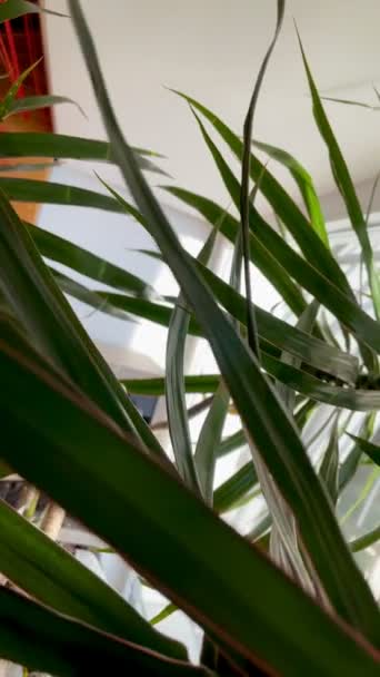 Dracaena Palma Sala Palma Deixa Fundo Flores Interiores — Vídeo de Stock