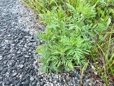 Ambrosia 'da. Yol boyunca Buryan. Ragweed 'e alerji. Ormandaki yol ve çimenler