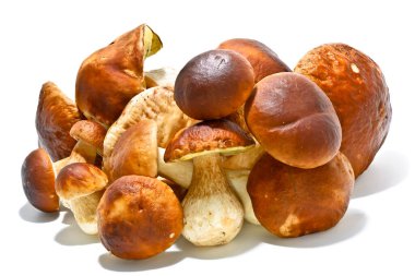 Boletus edulis mushrooms on moss isolated