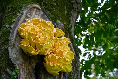 A large yellow fungus on an oak trunk