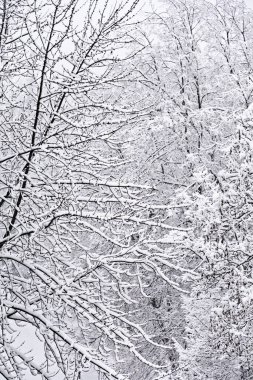 taze karla kaplı ağaçlar 