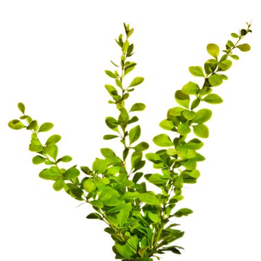 Sprigs of barberry in spring isolated on white 