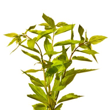 yeşil yapraklar beyaz üzerinde izole