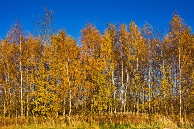 Autumn landscape with yellow birches