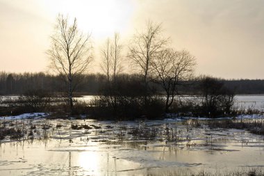 Trees on a frozen river backwaters