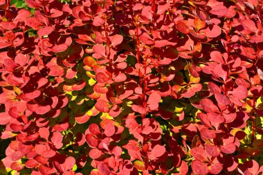 Background with red sprigs of barberry 