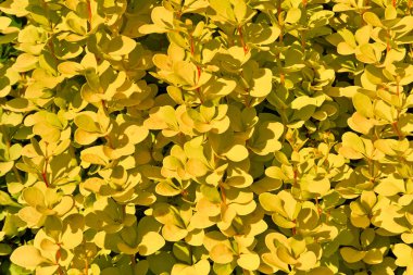 Background with yellow sprigs of barberry