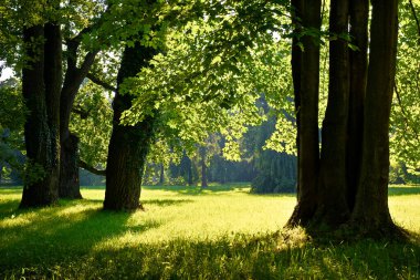 High trees in the summer park 