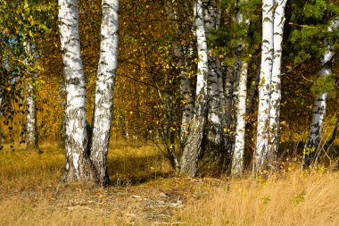 Güneşli bir sonbahar huş ağacı koru