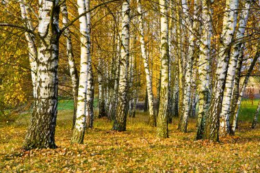 Güneşli bir sonbahar huş ağacı koru