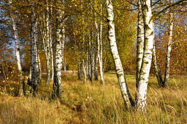 Güneşli bir sonbahar huş ağacı koru