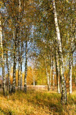 Güneşli bir sonbahar huş ağacı koru