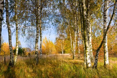 Güneşli bir sonbahar huş ağacı koru