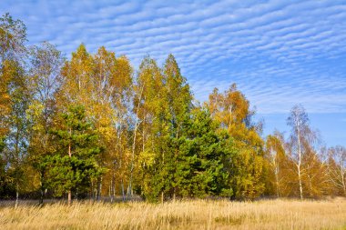 Birch korusu Sonbaharda güneşli bir öğleden sonra