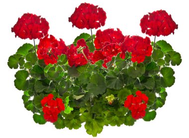 Kırmızı sardunya beyazda izole edilmiş.