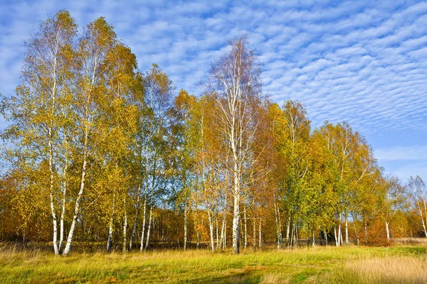 Güneşli bir sonbahar huş ağacı koru