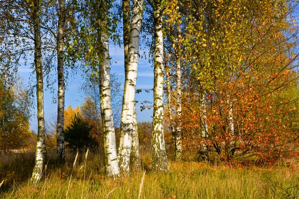 Birch Grove Autumn Sunny Afternoon — Stock Photo, Image