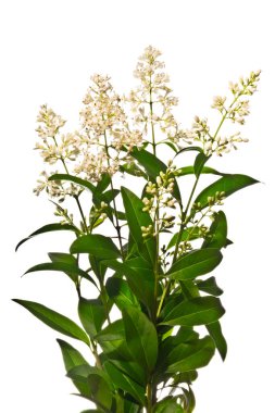 Çiçek açan özel dallar beyaz arkaplanda izole edilmiş