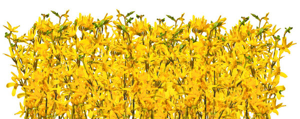 Flowering forsythia twigs in row isolated
