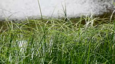 Havuzdaki yeşil sazlıklar rüzgarla hareket etti.