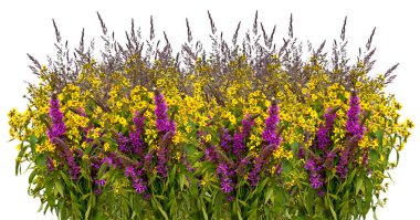 Beyaz arka planda bir buket yabani çiçek.