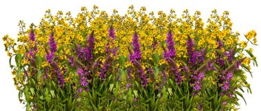 Beyaz arka plan üzerinde kır çiçekleri buketi